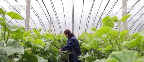 設(shè)施蔬菜挑大梁，豐富百姓“菜籃子”