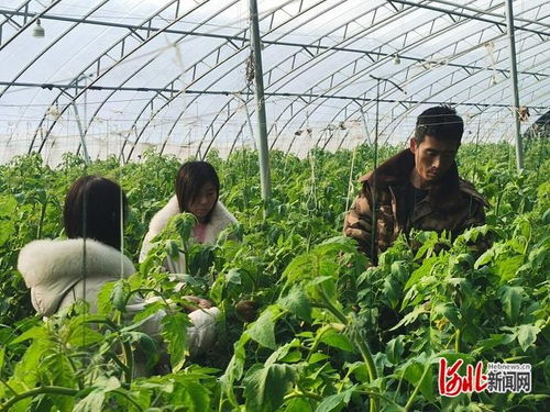上云端 從傳統(tǒng)大棚到智慧工廠的蔬菜種植革命