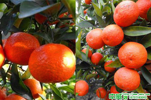柑橘全年打藥時(shí)間表,柑橘高產(chǎn)方案對(duì)照養(yǎng)護(hù)